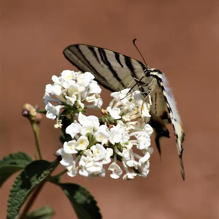 I Due Carrubi Custonaci