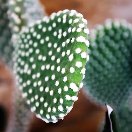 I Due Carrubi Nyaraló