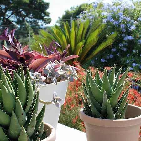 I Due Carrubi * Custonaci