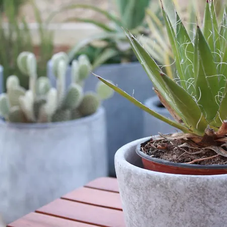 Hébergement de vacances I Due Carrubi Custonaci